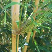 PHOTO OF ALPHONSE KARR BAMBOO:  DEEP YELLOW BAMBOO WITH GREEN STRIPES