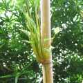 PHOTO OF NEW BRANCH GROWTH ON CULM OF ALPHONSE KARR BAMBOO