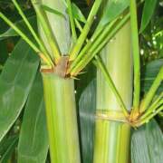 PHOTO OF MINOR AMOENUS: WHITE POWDER BAMBOO