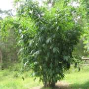 PHOTO OF WHITE BAMBOO: DENDROCALAMUS MINOR AMOENUS