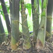 PHOTO OF SHOOTS OF ATROVIOLACEA: JAVANESE BLACK BAMBOO