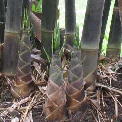 PHOTO OF ATROVIOLACEA - TROPICAL BLACK BAMBOO: NEWLY EMERGED SHOOTS