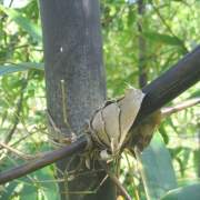 PHOTO OF BLACK BRANDISII: STRONG BLACK TIMBER BAMBOO
