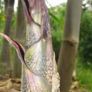 PHOTO OF BLACK BRANDISII BAMBOO SHOOT: ORNAMENTAL AND DELICIOUS