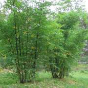 PHOTO OF DENDROCALAMUS BRANDISII BLACK: HARDY CLUMPING BLACK BAMBOO