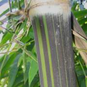 PHOTO OF BLACK ASPER BAMBOO: GIANT BLACK BAMBOO WITH WHITE BANDS AND GREEN STRIPES