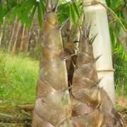 PHOTO OF BRANDISII BAMBOO SHOOTS: LARGE AND DELICIOUS