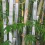 PHOTO OF BLUE BAMBOO