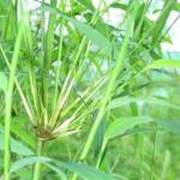 PHOTO OF DREPANO: MASSES OF BAMBOO FOLIAGE