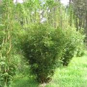 PHOTO OF BAMBUSA MULTIPLEX STRIPESTEM FERNLEAF: SMALL ORNAMENTAL HEDGING BAMBOO