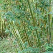 PHOTO OF FERNLEAF STRIPESTEM: TIGHT CLUMPING, SHORT BAMBOO