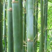 PHOTO OF GRACILIS: SLENDER WEAVERS BAMBOO