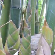 PHOTO OF GRACILIS SHOOTS: PROLIFIC AND HARDY BAMBOO