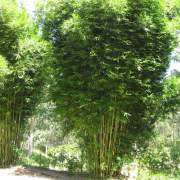 PHOTO OF BAMBUSA TEXTILIS GRACILIS: BEST BAMBOO FOR PRIVACY SCREENS AND HEDGES