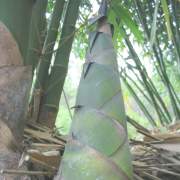 PHOTO OF LATIFLORUS BAMBOO SHOOT