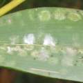 PHOTO OF BAMBOO SPIDER MITE WEBS UNDER BAMBOO LEAF