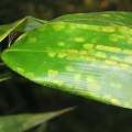 PHOTO OF BAMBOO SPIDER MITE DAMAGE TO BAMBOO LEAF