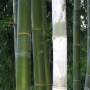 PHOTO OF OLDHAMI BAMBOO