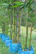 PHOTO OF PLANTER BAGS OF OLDHAMI BAMBOO GROWN FROM DIVISIONS