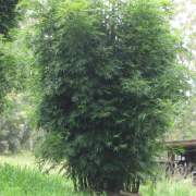 PHOTO OF BAMBUSA TEXTILIS: COLD HARDY TIMBER AND HEDGING BAMBOO
