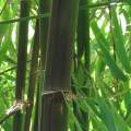 PHOTO OF TIMOR BLACK BAMBOO: GLOSSY BLACK CULMS IN SHELTERED SITES