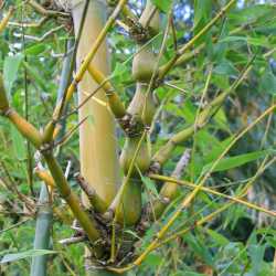 PHOTO OF BRANCH OF BAMBUSA VENTRICOSA WITH SWOLLEN INTERNODES