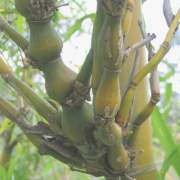 PHOTO OF VENTRICOSA: BUDDHAS BELLY BAMBOO