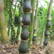 PHOTO OF BUDDHA BELLY BAMBOO SHOOTS